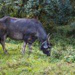 2024-10 - Népal - J05 - De Ghandruk à Tadapani - 173